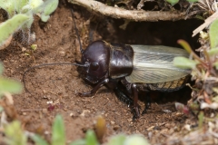 Gryllus campestris