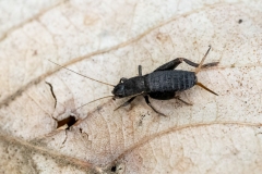 Mogoplistes brunneus