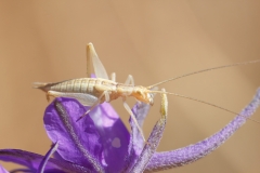 Oecanthus pellucens