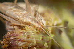 Oecanthus pellucens