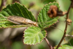 Oecanthus pellucens