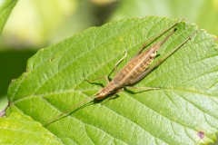 Oecanthus pellucens