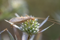 Oecanthus pellucens