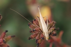Oecanthus pellucens