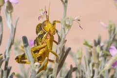 Pamphagus sardeus
