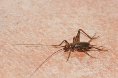Petaloptila andreinii
