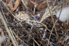 Prionotropis appula