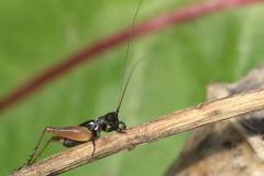 Trigonidium cicindeloides