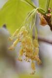 Acer monspessulanum