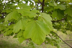 Acer opalus obtusatum