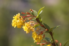 Berberis vulgaris