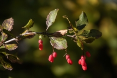 Berberis vulgaris