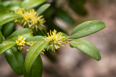 Buxus sempervirens