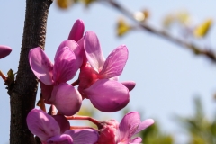 Cercis siliquastrum