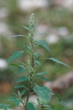 Chenopodium album