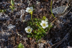 Diapensia lapponica