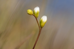 Drosera rotundifolia