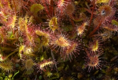 Drosera rotundifolia