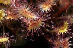 Drosera rotundifolia