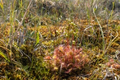 Drosera rotundifolia