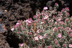 Frankenia ericifolia