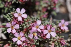 Frankenia pulverulenta