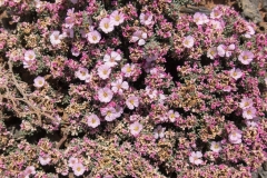 Frankenia pulverulenta