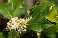 Ilex aquifolium