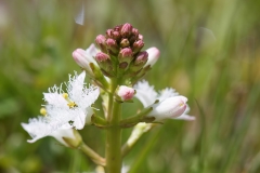 Menyanthes trifoliata