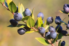 Myrtus communis