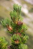Pinus mugo