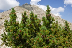 Pinus mugo
