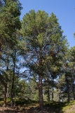 Pinus sylvestris