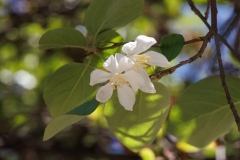Styrax officinalis