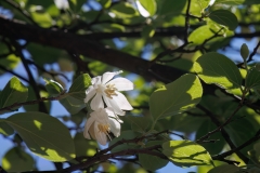 Styrax officinalis