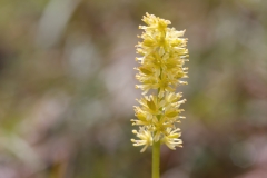 Tofieldia calyculata