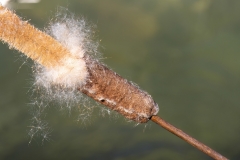 Typha latifolia