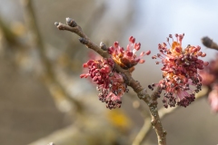 Ulmus minor
