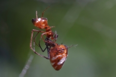 Argyrodes argyrodes