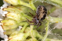Dictynidae