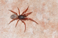Dysdera sp