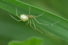 Enoplognatha ovata
