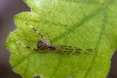 Episinus maculipes