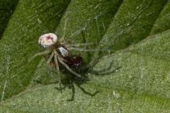 Nigma puella