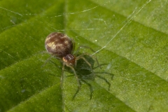Nigma sp
