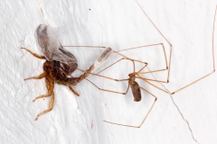 Pholcus phalangioides
