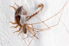 Pholcus phalangioides