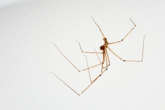 Pholcus phalangioides