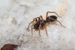 Phrurolithus sp