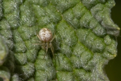 Phylloneta sp